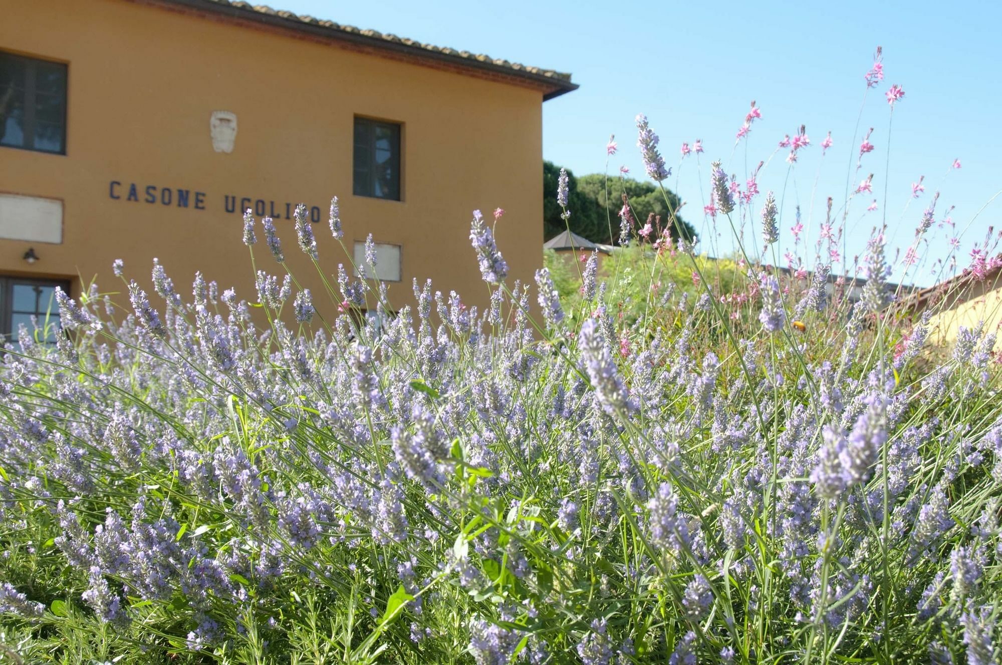 Gasthaus Casone Ugolino Donoratico Exterior foto